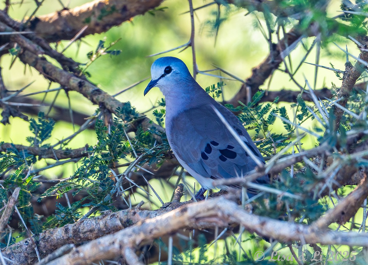 Black-billed Wood-Dove - ML640821201