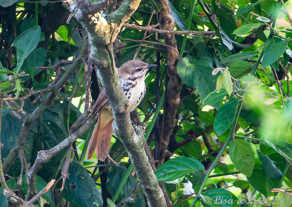 Spotted Morning-Thrush - ML640821220