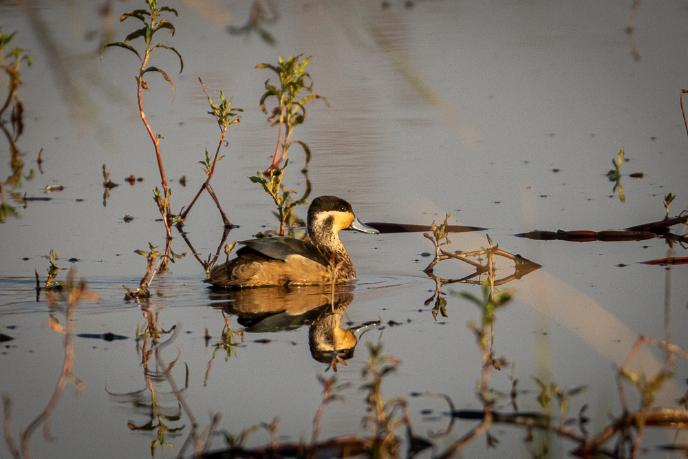 Blue-billed Teal - ML640821222