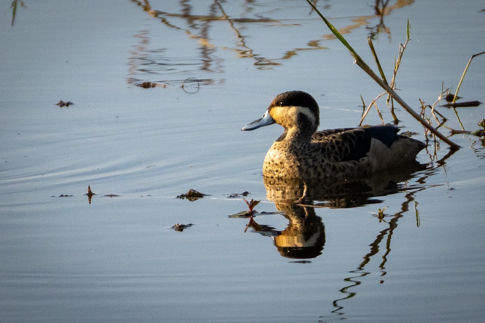 Blue-billed Teal - ML640821234