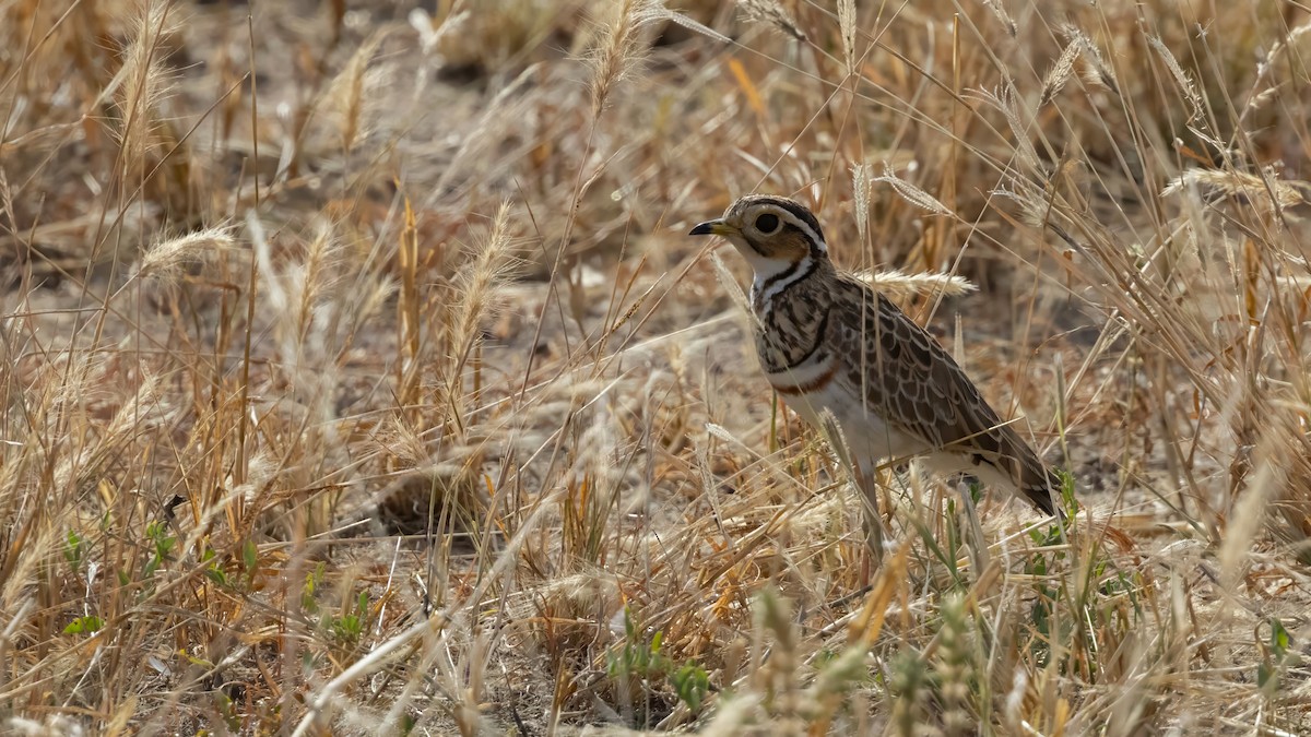 Bindenrennvogel - ML640821239