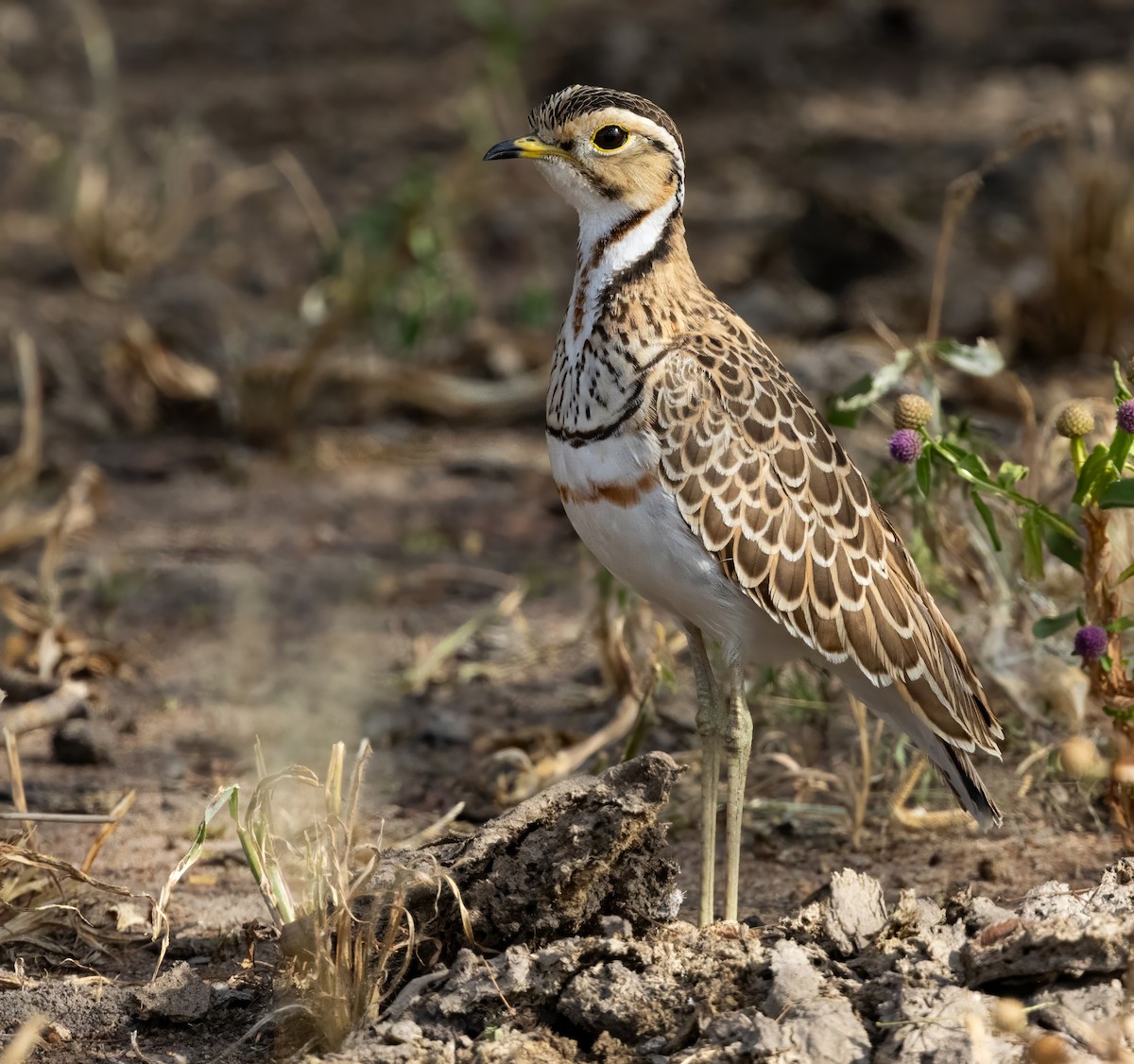 Bindenrennvogel - ML640821240