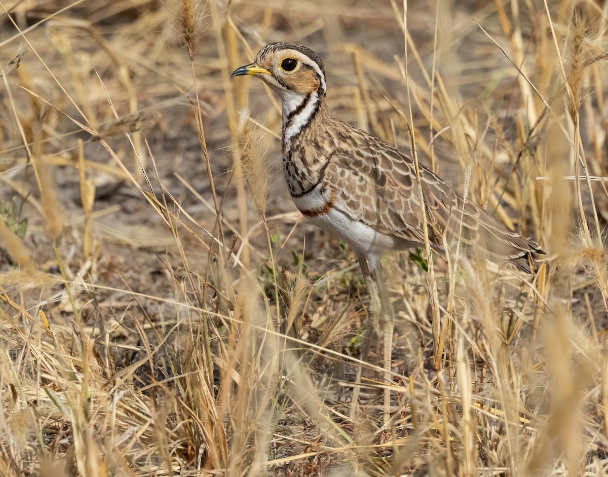 Bindenrennvogel - ML640821242