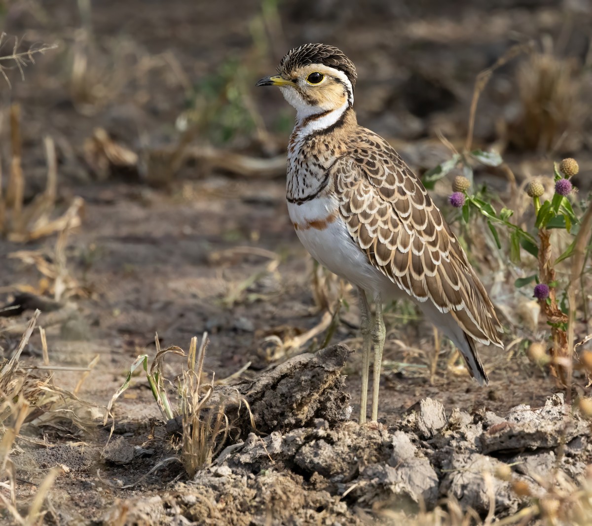 Bindenrennvogel - ML640821244