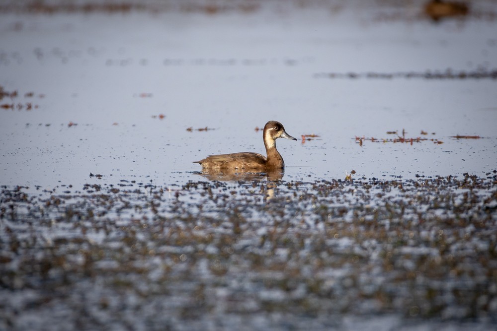 Southern Pochard - ML640821264