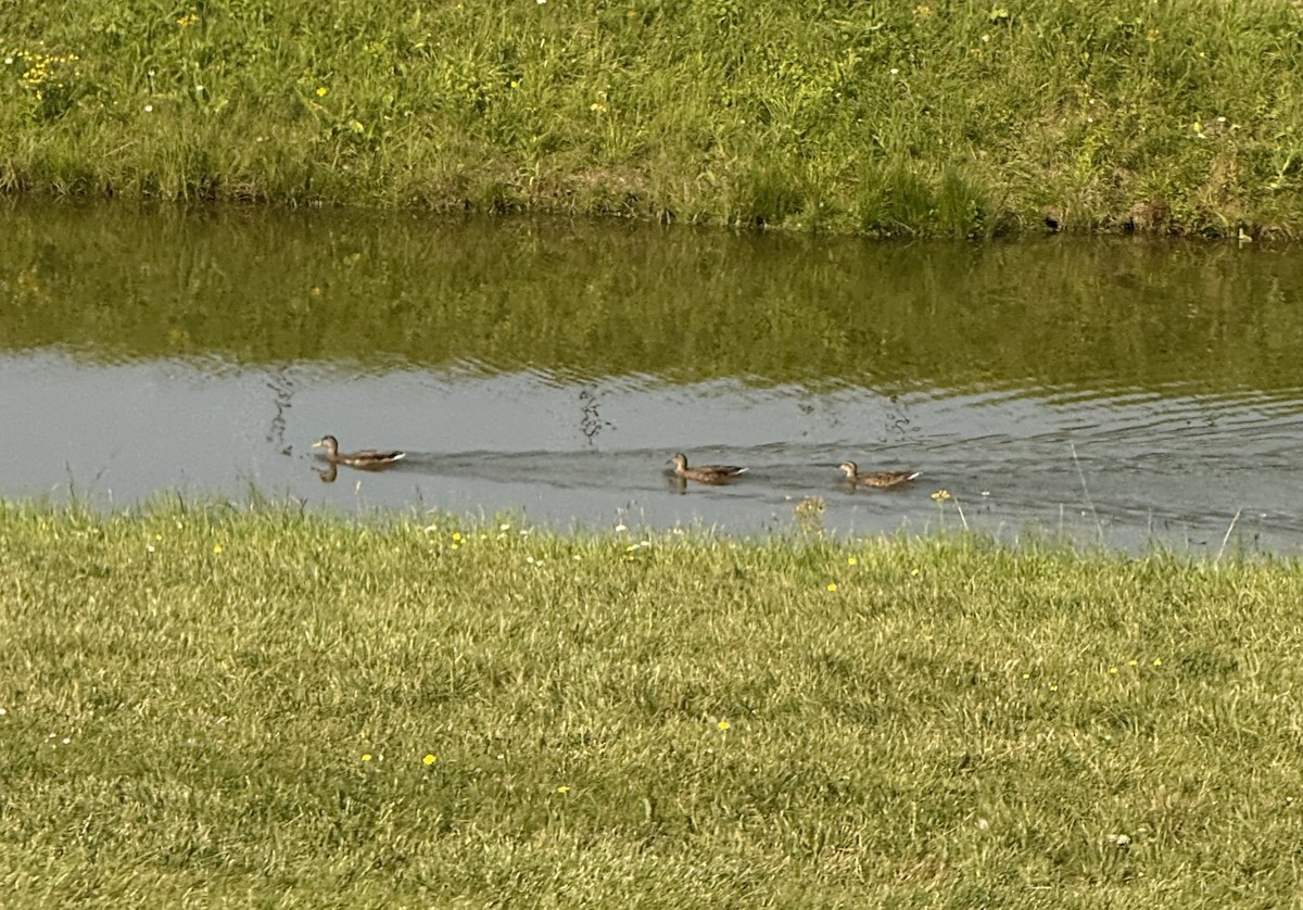 Mallard - ML640821281
