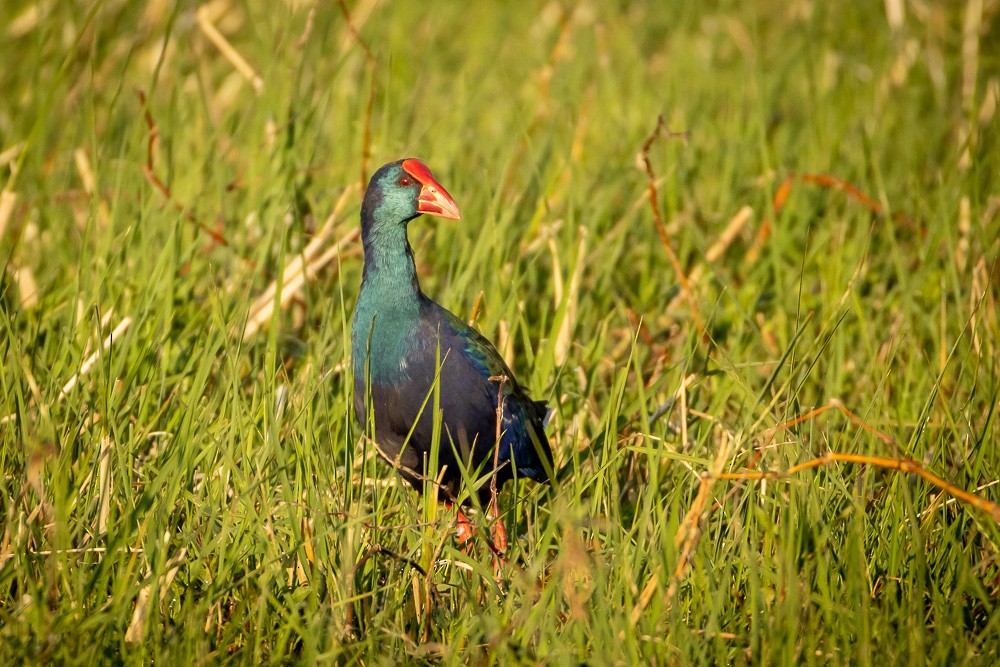 African Swamphen - ML640821288