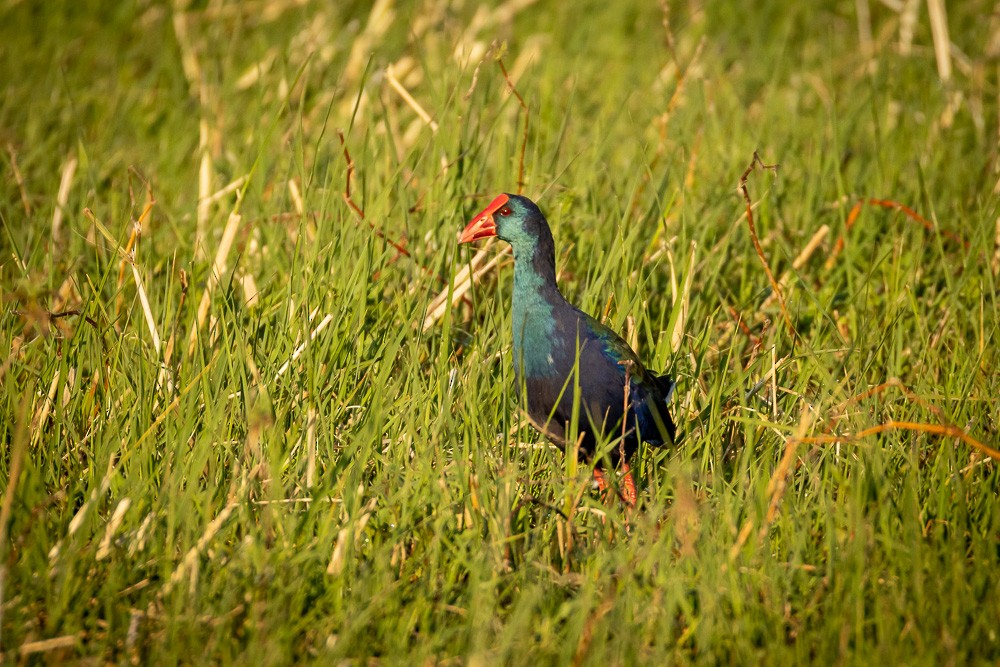 African Swamphen - ML640821289