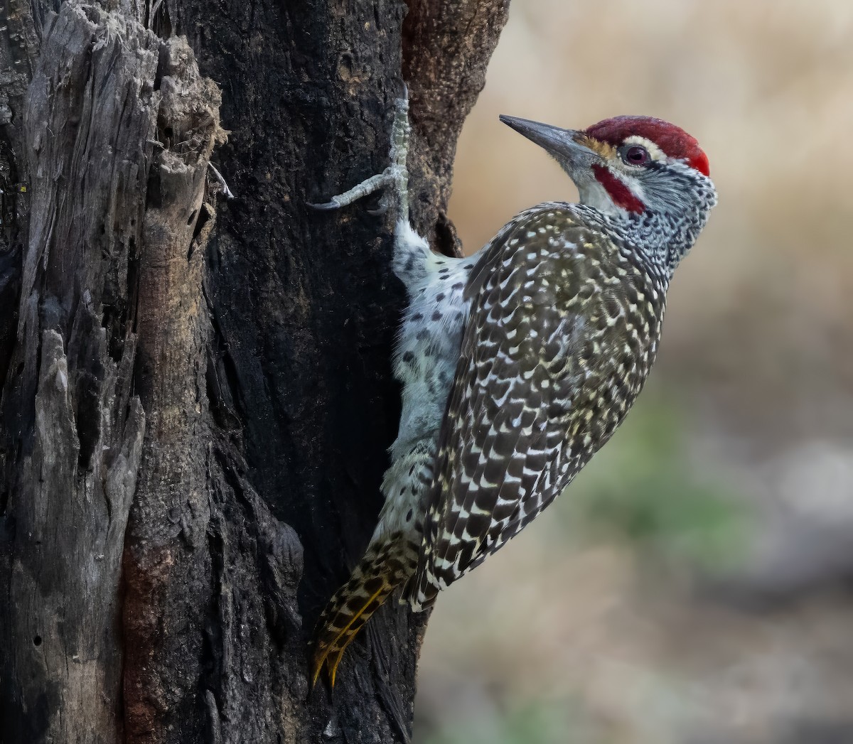 Nubian Woodpecker - ML640821292