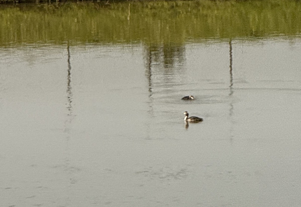 Great Crested Grebe - ML640821293