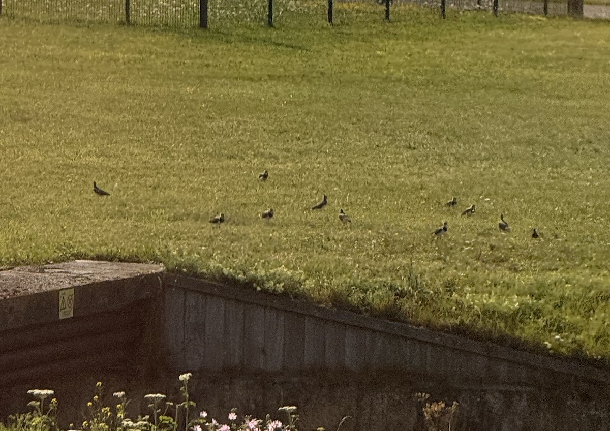Northern Lapwing - ML640821296
