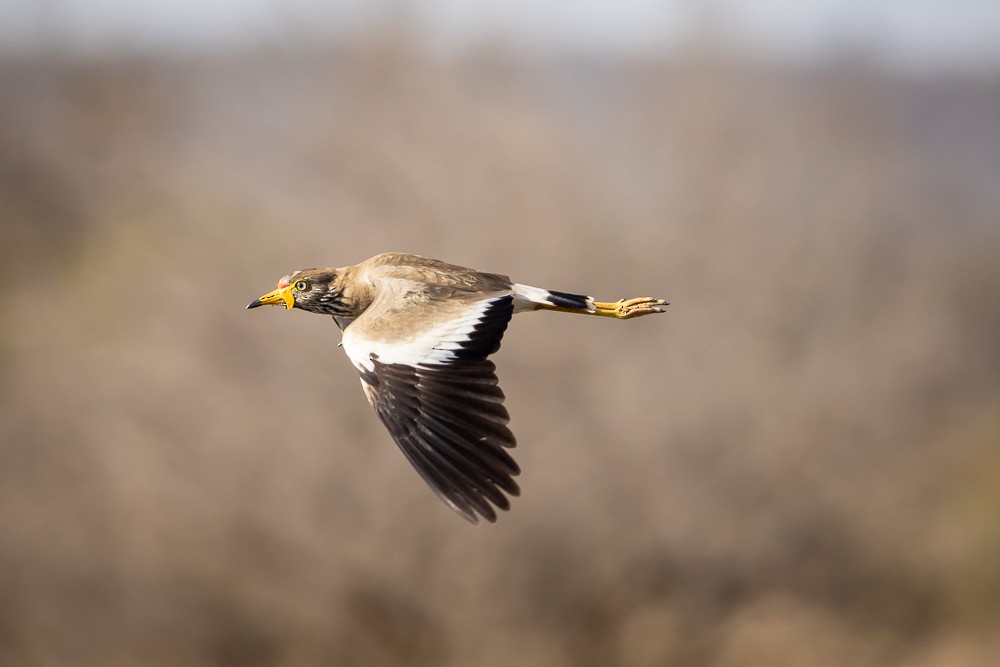 Wattled Lapwing - ML640821297