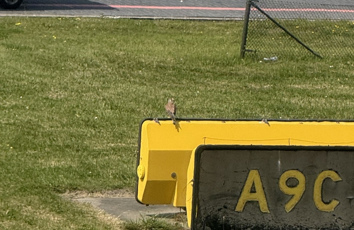 Eurasian Kestrel - ML640821301