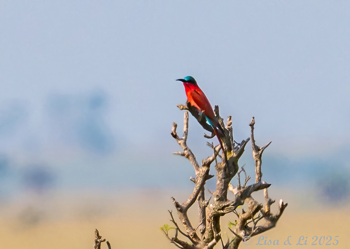 Southern Carmine Bee-eater - ML640821319