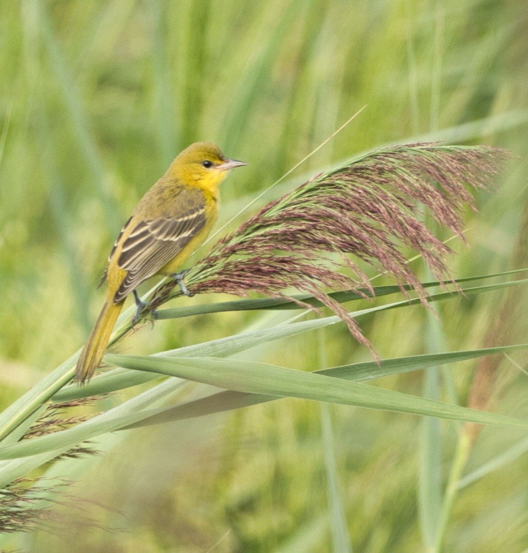 Orchard Oriole - ML640821325