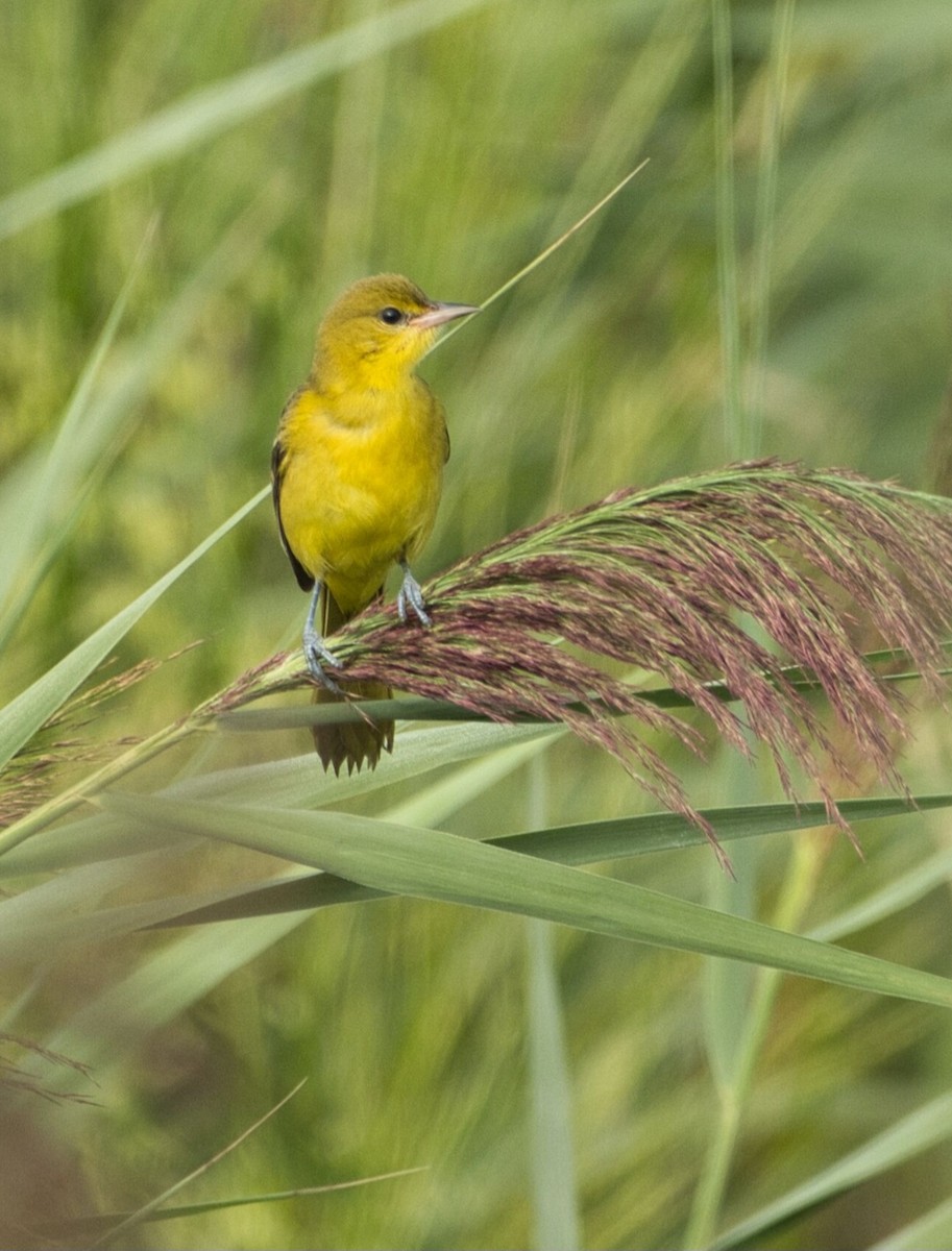 Orchard Oriole - ML640821326