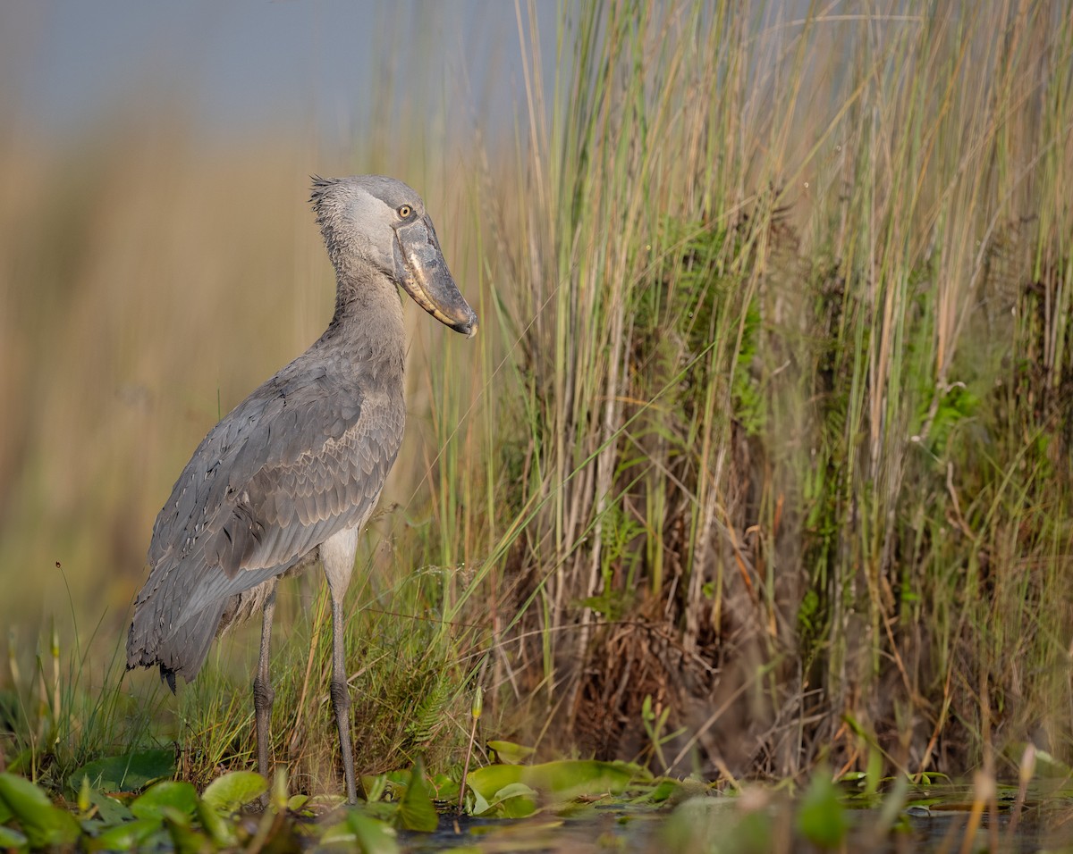 Shoebill - ML640821355
