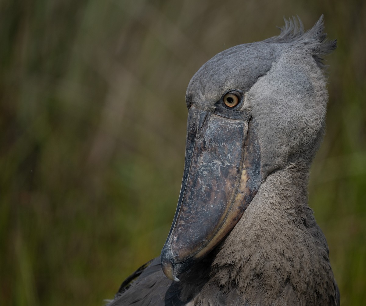 Shoebill - ML640821366
