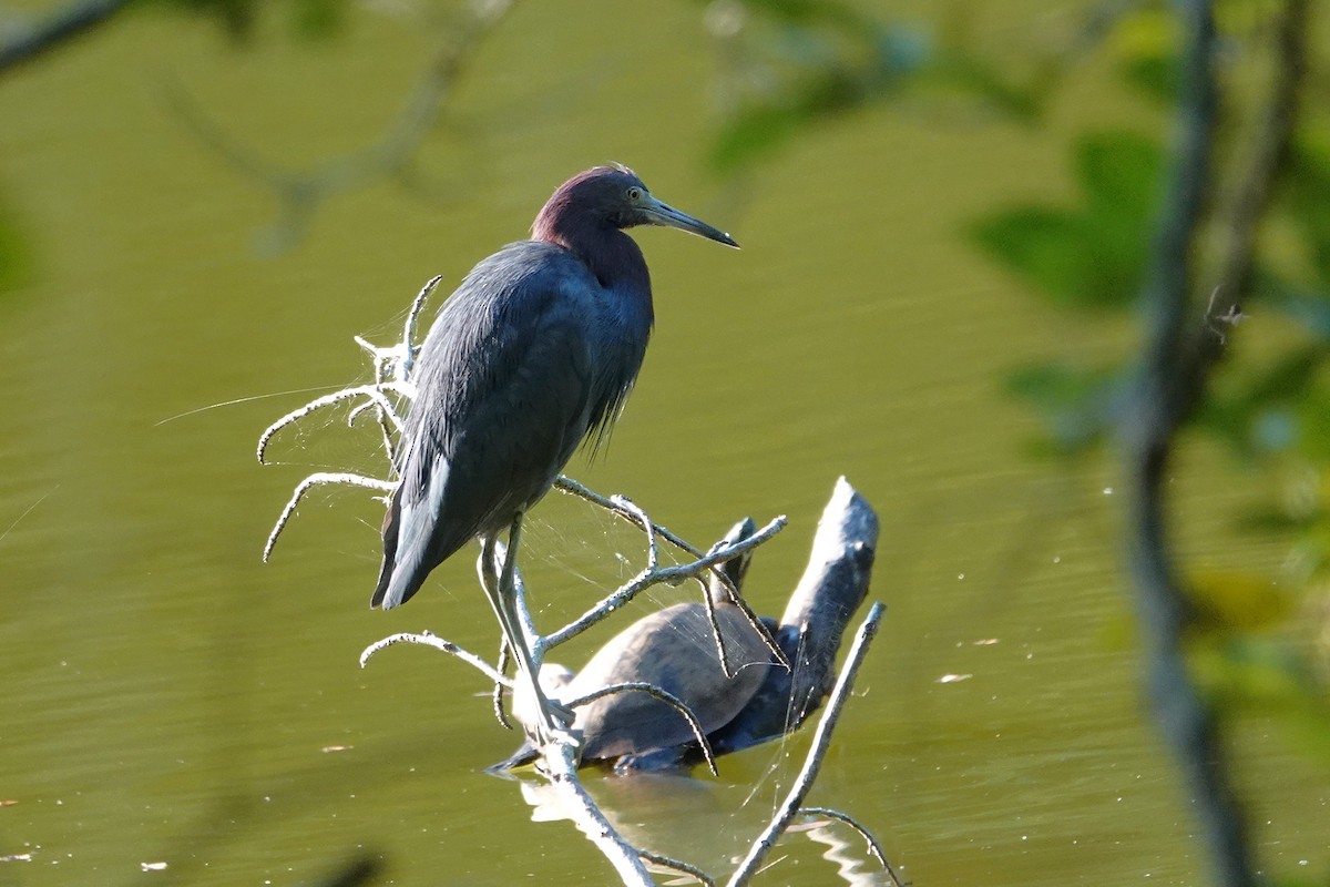Little Blue Heron - ML640821368