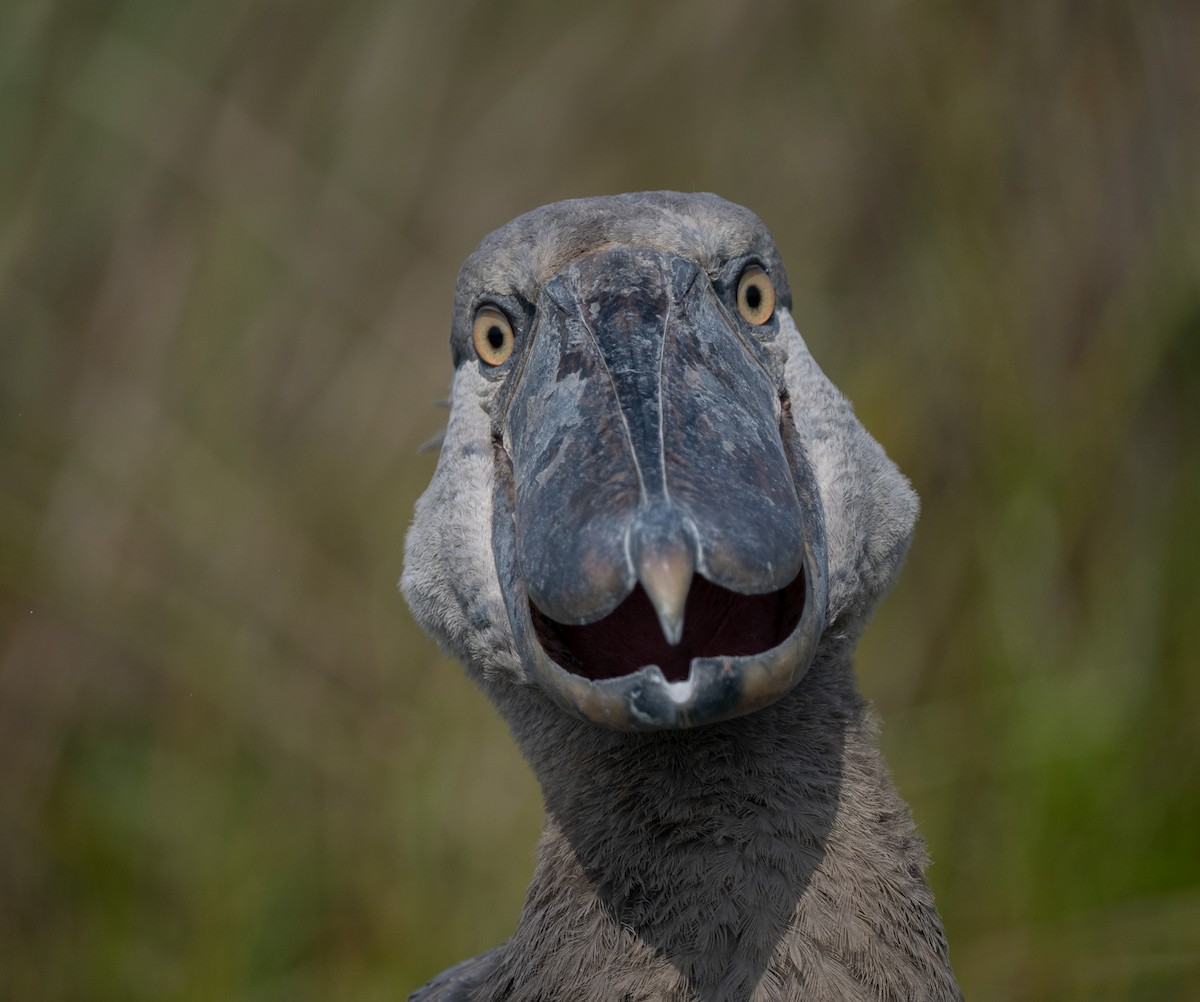 Shoebill - ML640821372