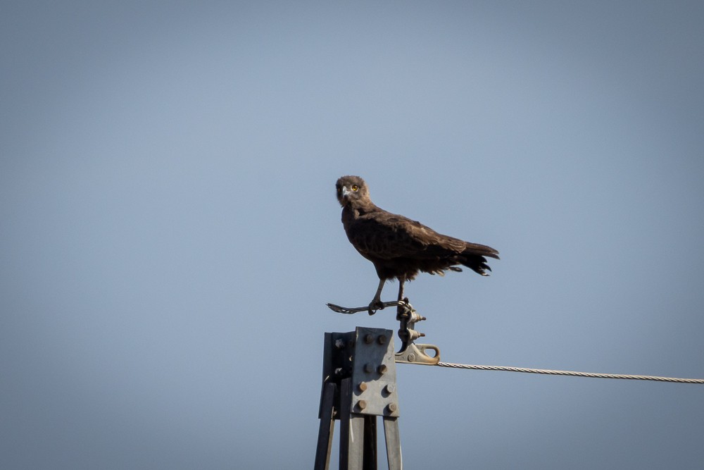 Brown Snake-Eagle - ML640821403