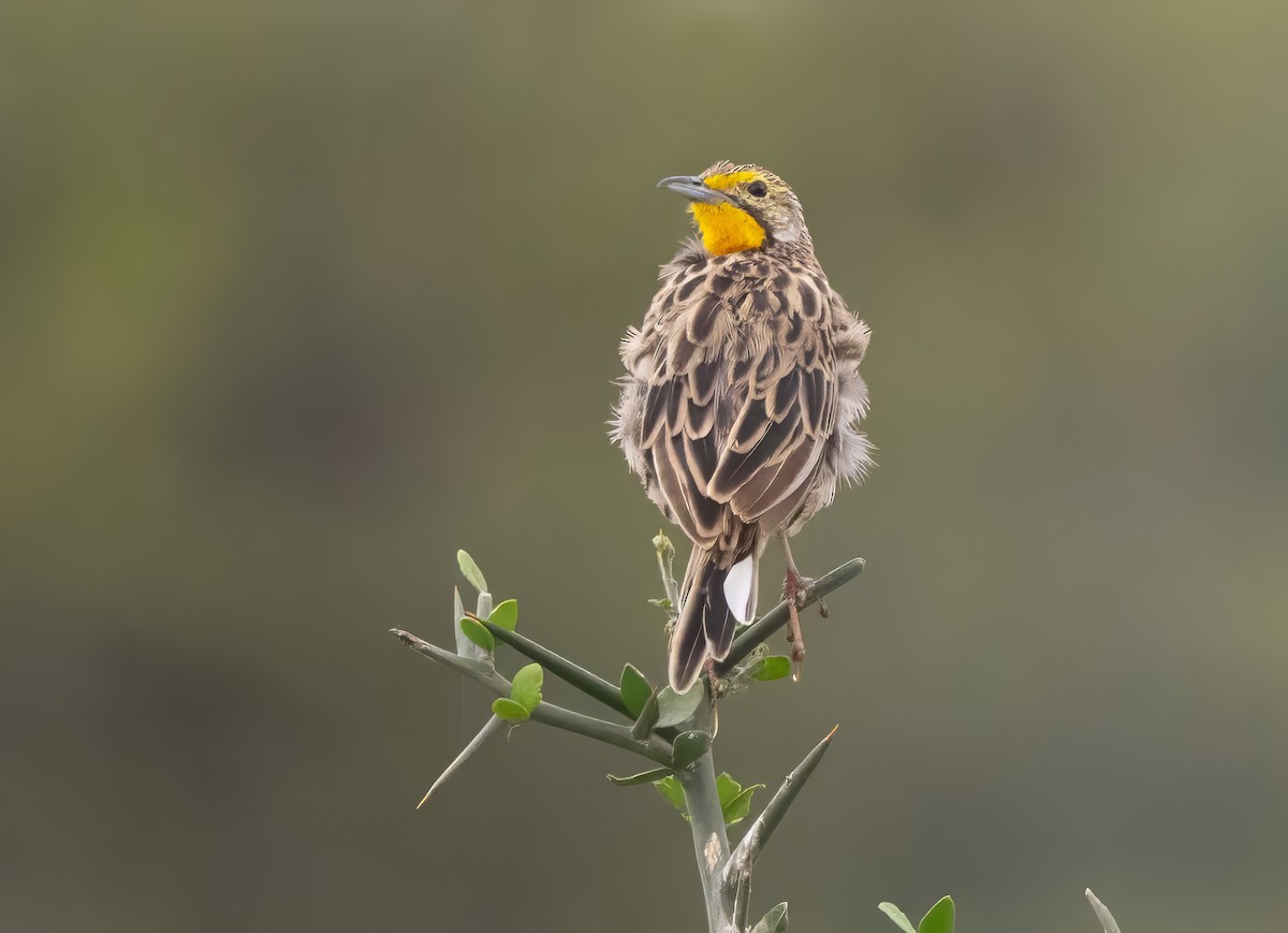 Pangani Longclaw - ML640821406