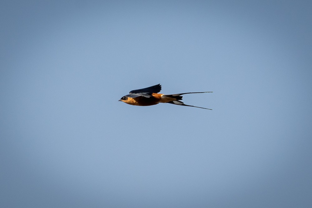 Rufous-chested Swallow - ML640821416