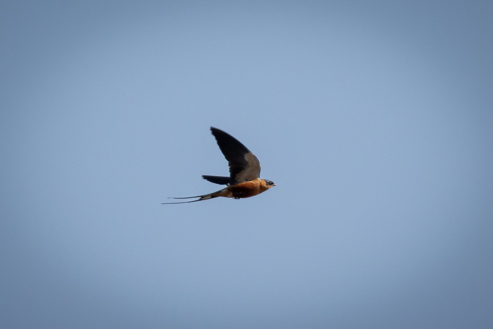 Rufous-chested Swallow - ML640821417