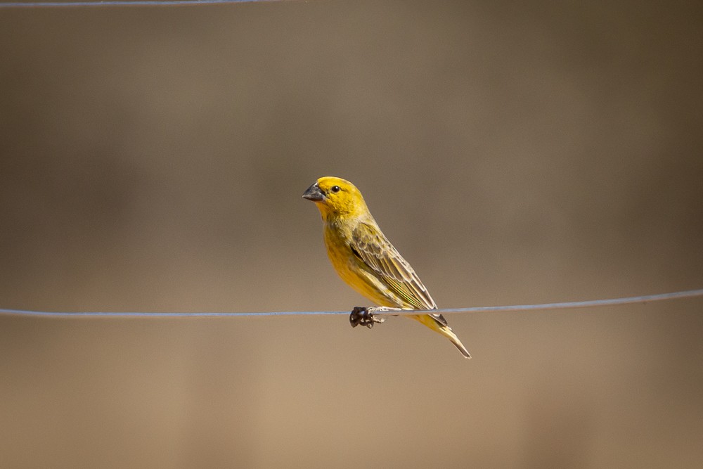 Parasitic Weaver - ML640821430