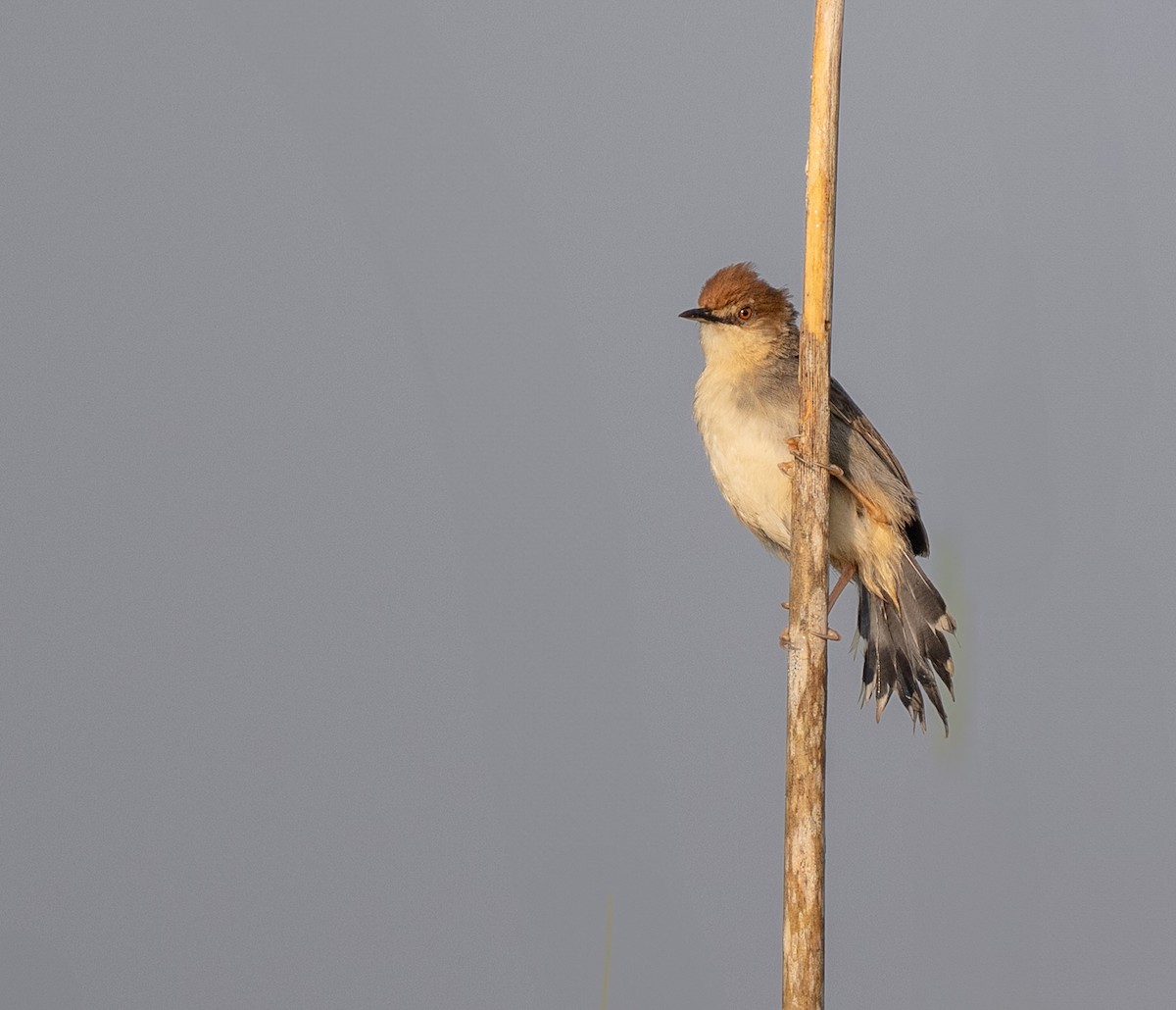 Carruthers's Cisticola - ML640821487