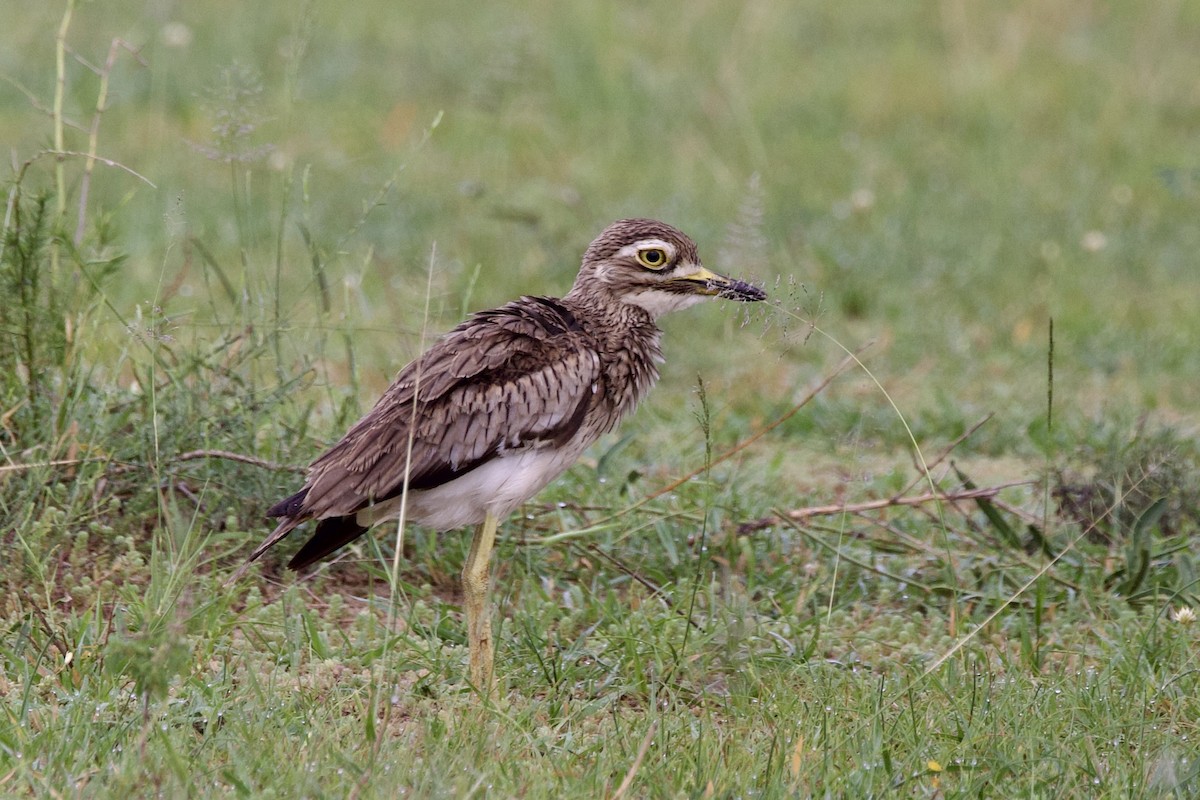 Senegal Thick-knee - ML640821558
