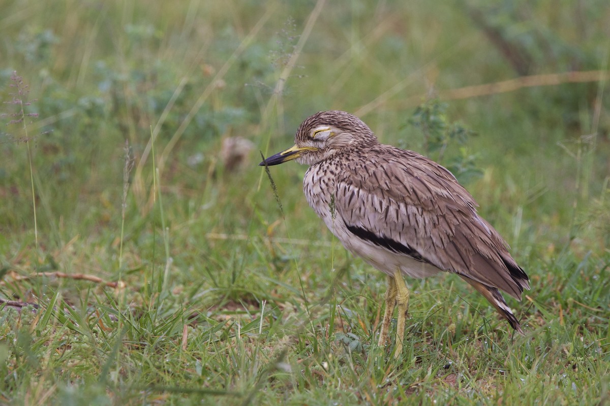 Senegal Thick-knee - ML640821571