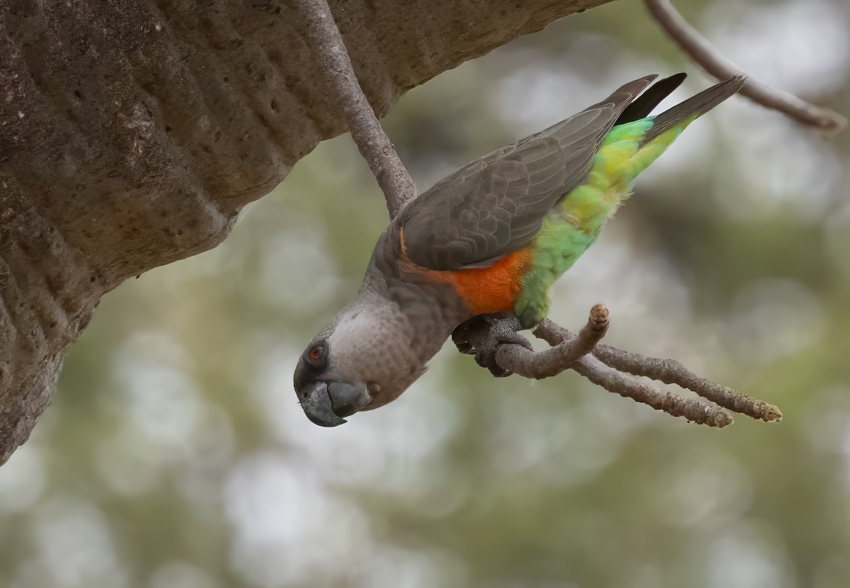 Red-bellied Parrot - ML640821616