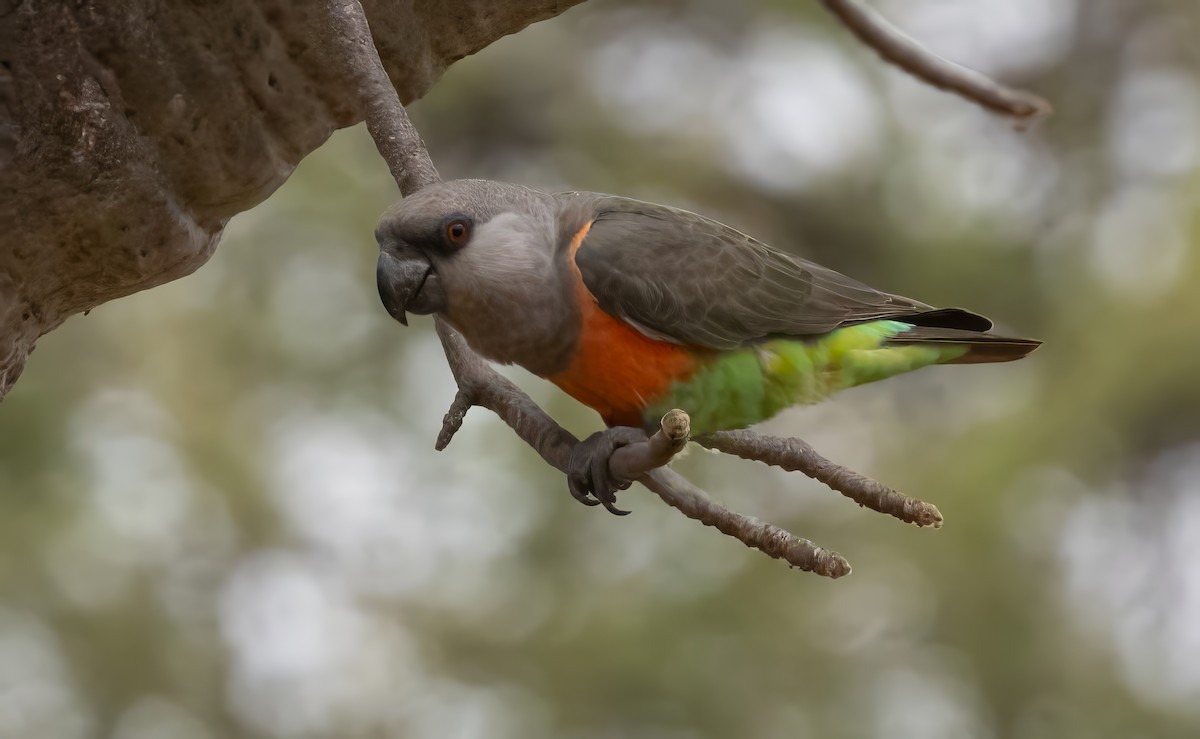 Red-bellied Parrot - ML640821619