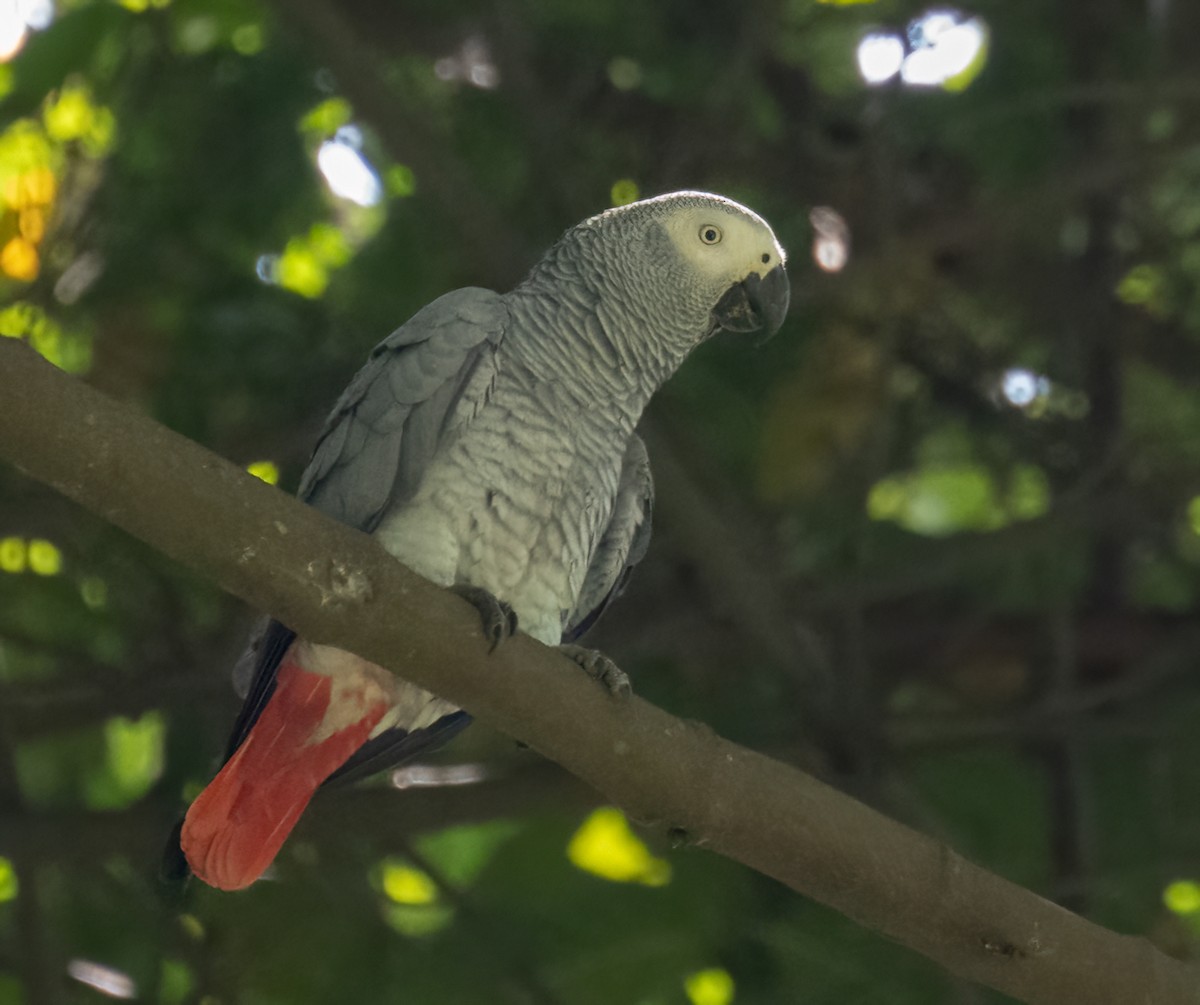 Gray Parrot - ML640821644