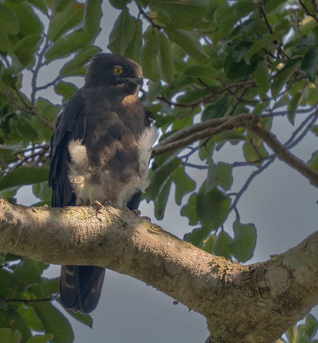Bat Hawk - ML640821658