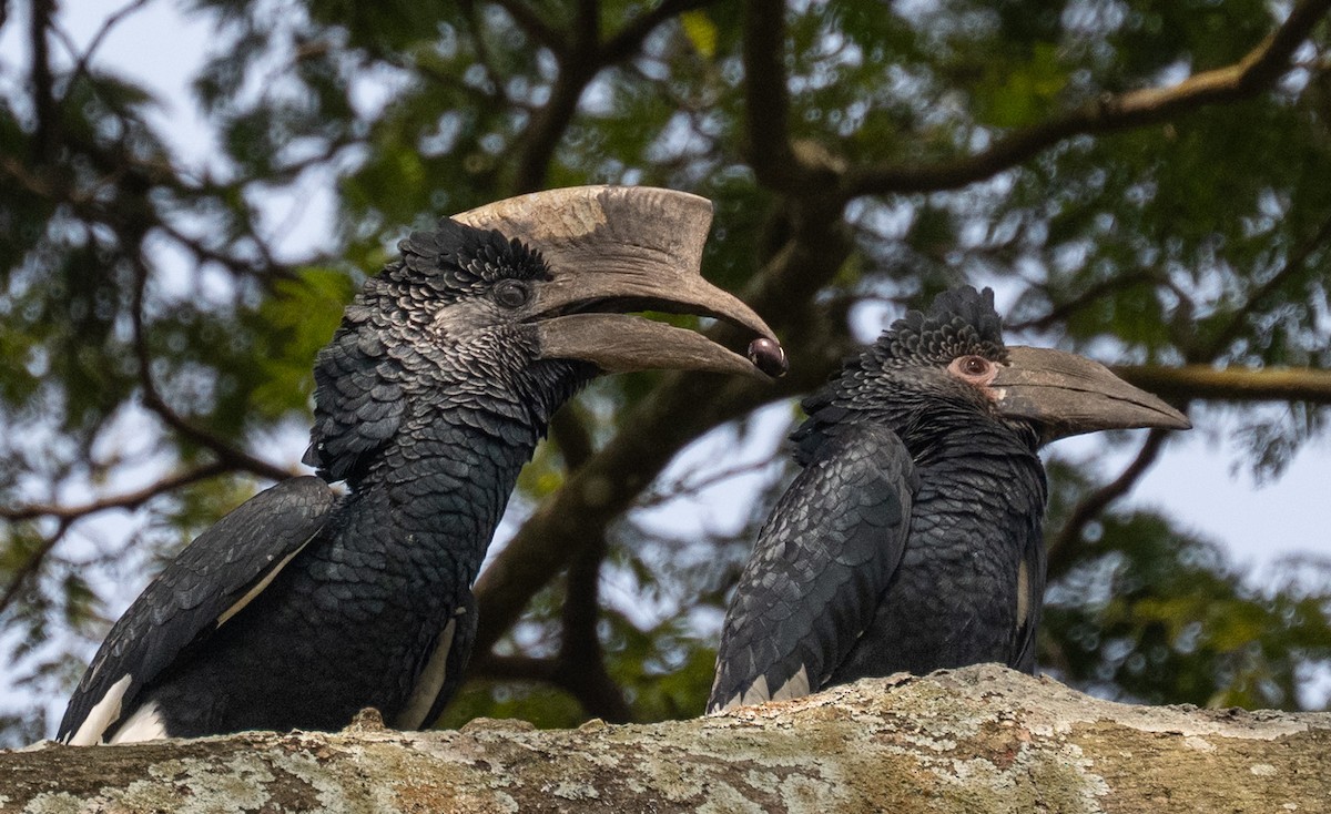 Black-and-white-casqued Hornbill - ML640821682