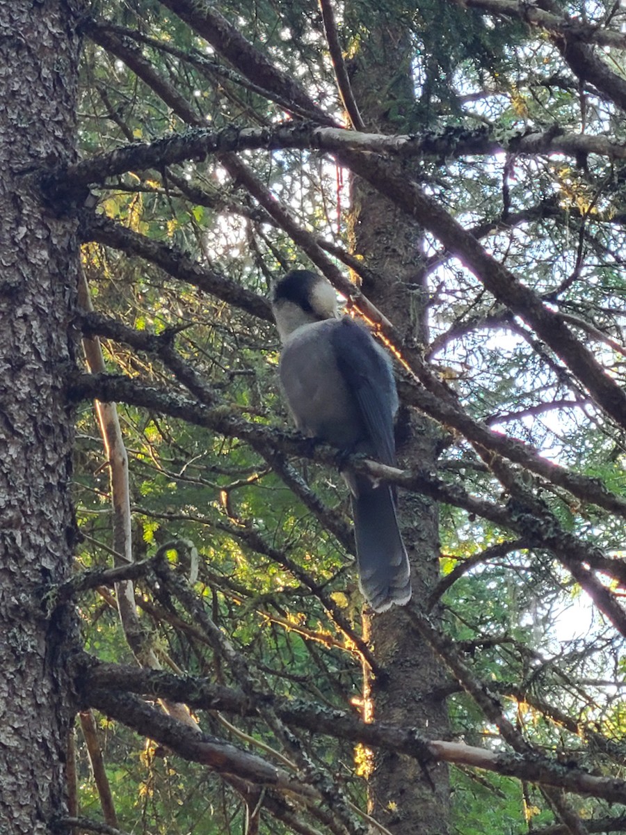 Canada Jay - ML640821703