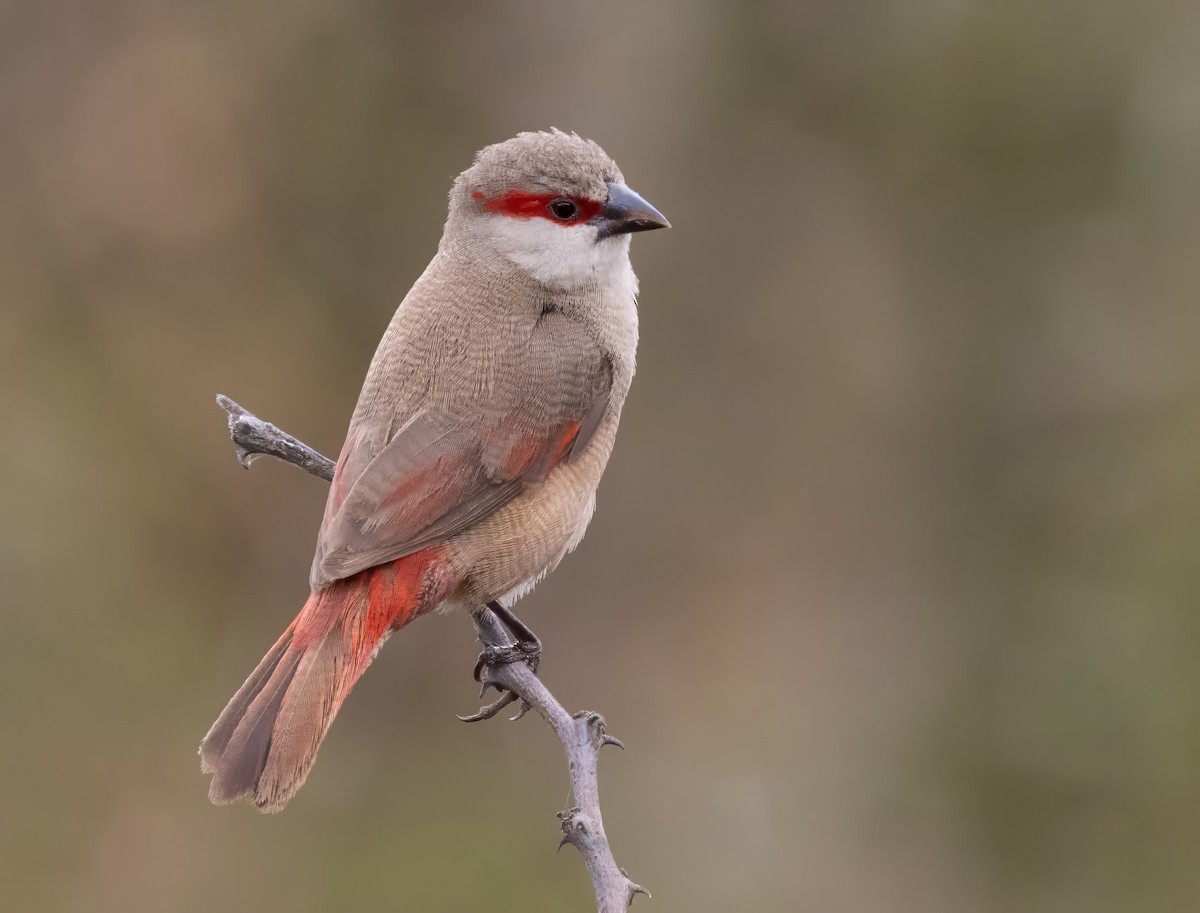 Crimson-rumped Waxbill - ML640821725
