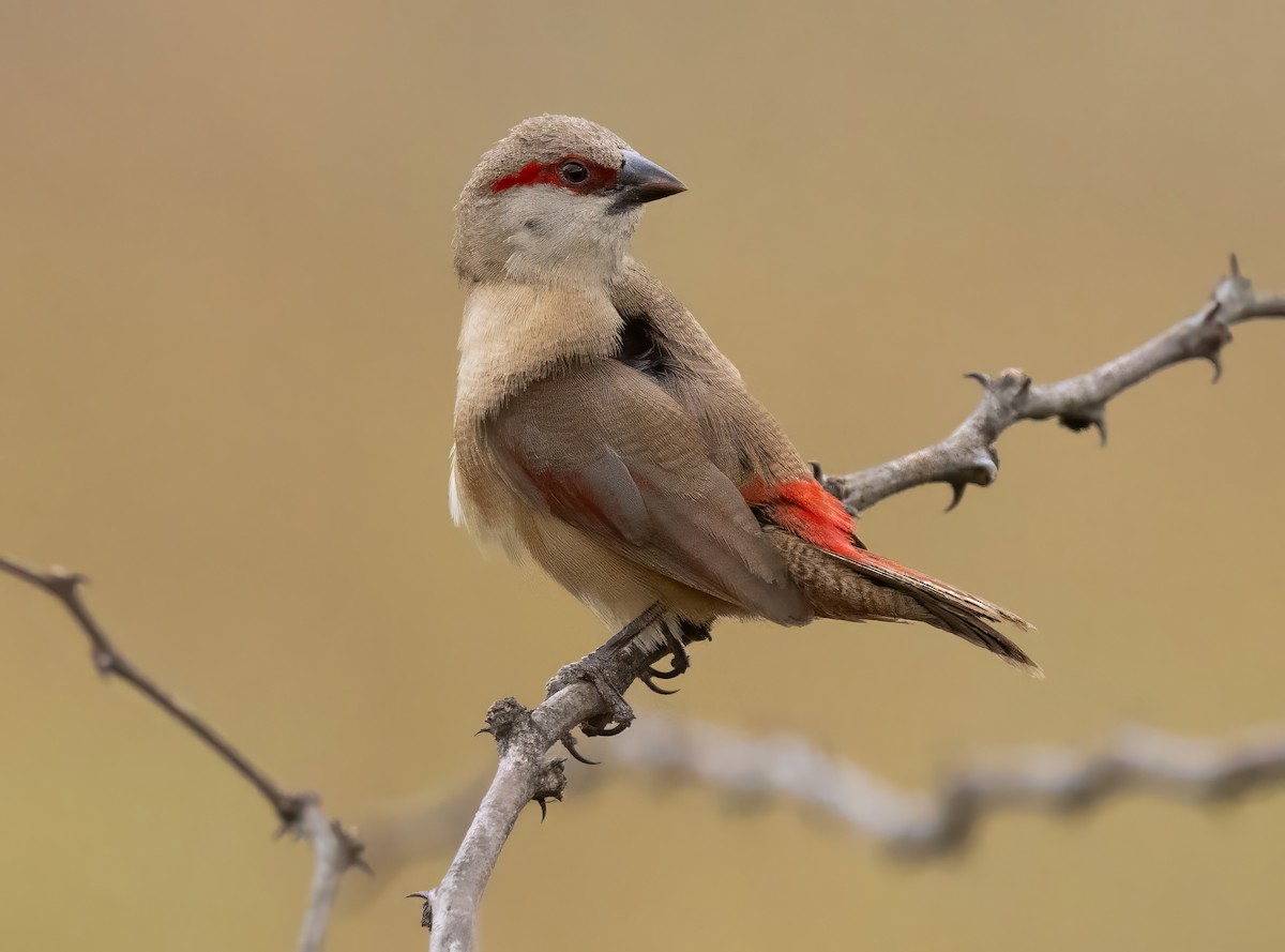 Crimson-rumped Waxbill - ML640821756