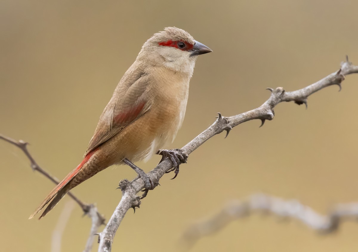 Crimson-rumped Waxbill - ML640821757