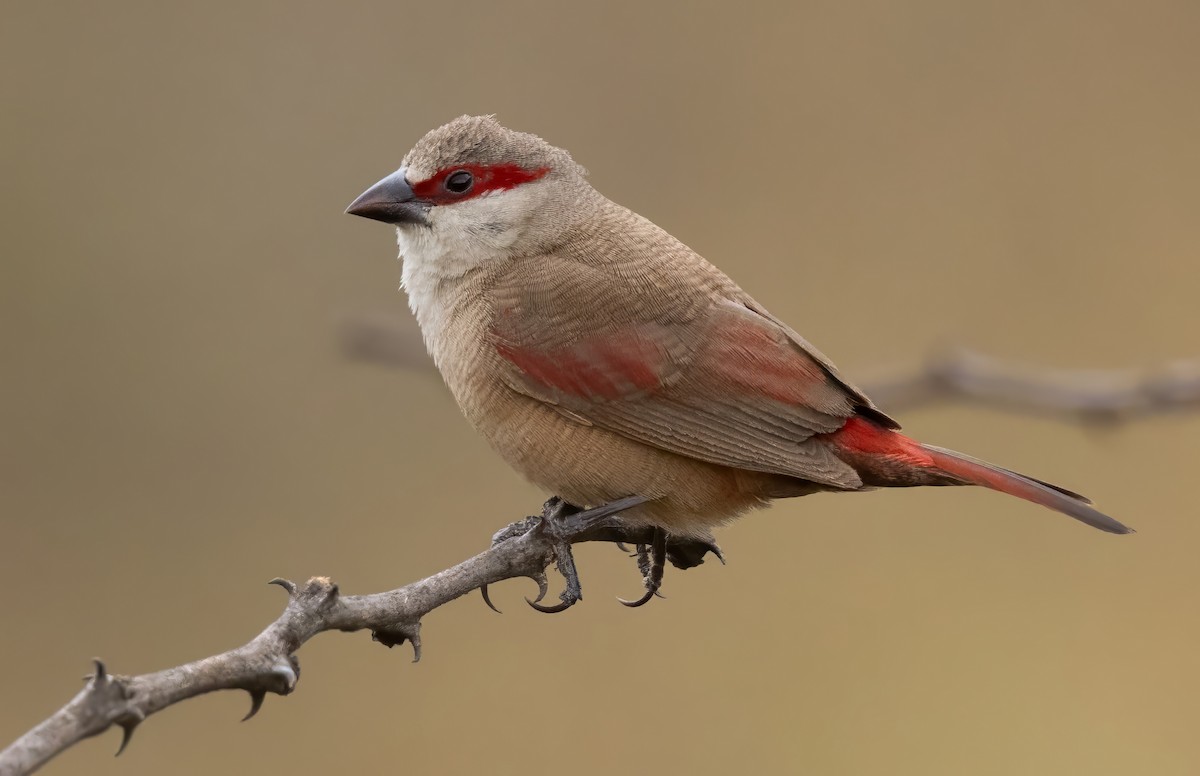Crimson-rumped Waxbill - ML640821760