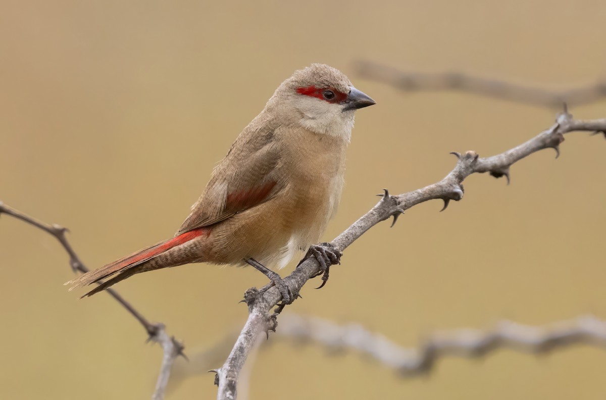 Crimson-rumped Waxbill - ML640821762