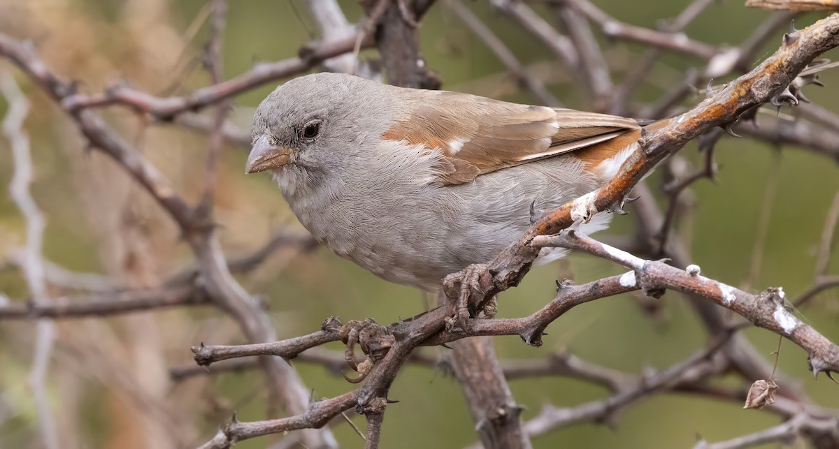 Swahili Sparrow - ML640821764