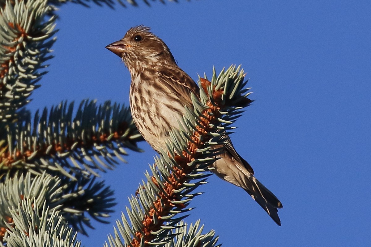 Purple Finch - ML640821778