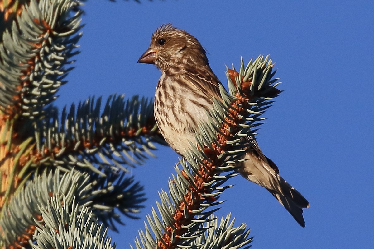 Purple Finch - ML640821779