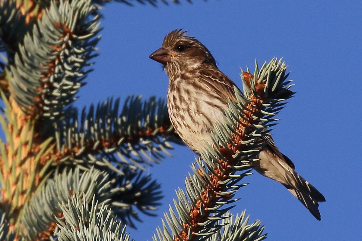 Purple Finch - ML640821780