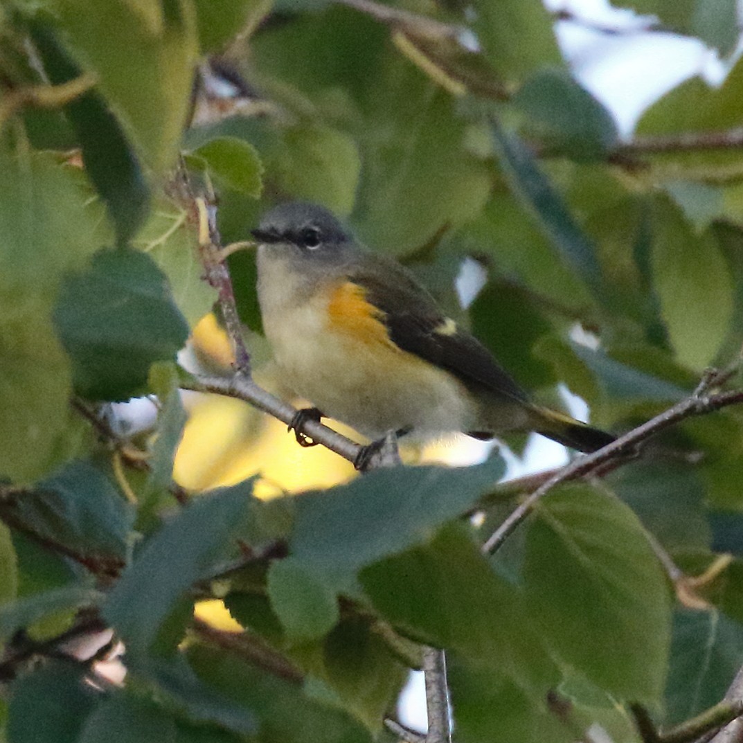American Redstart - ML640821794