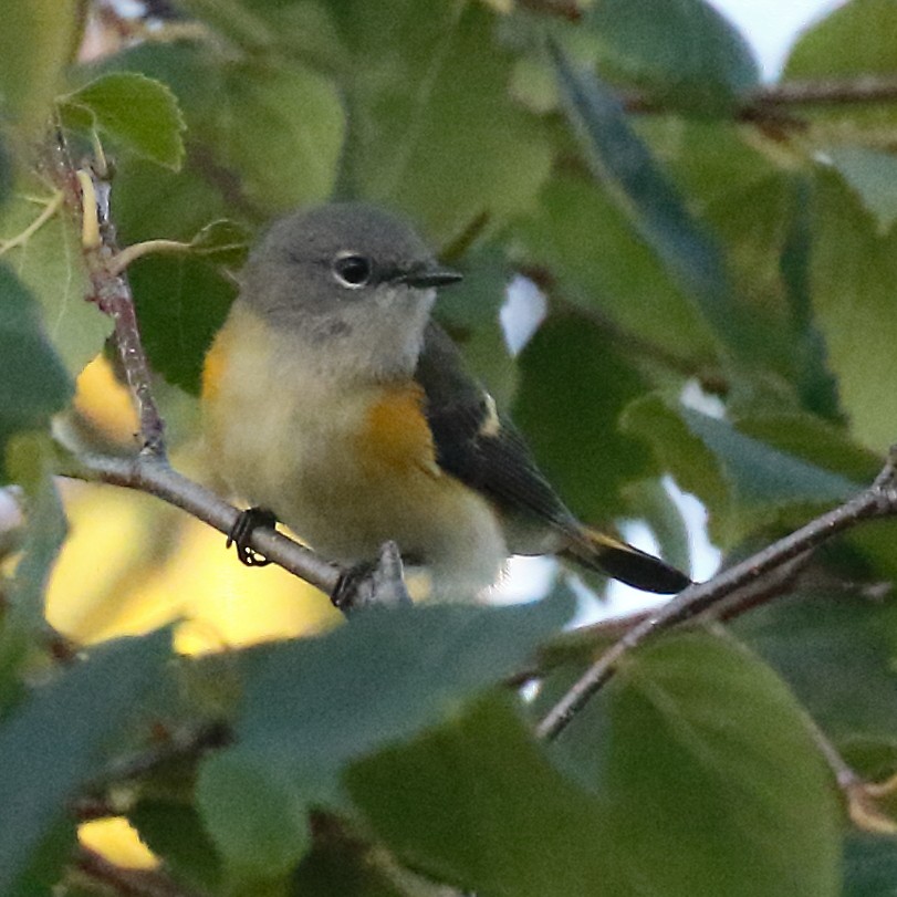 American Redstart - ML640821795