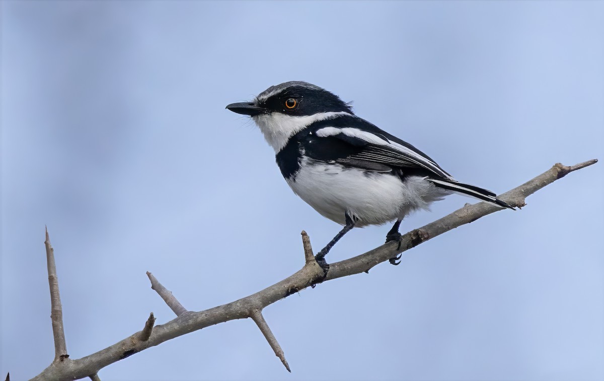 Pygmy Batis - ML640821814
